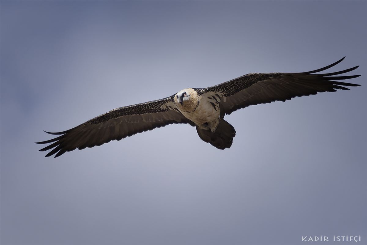 Bearded Vulture