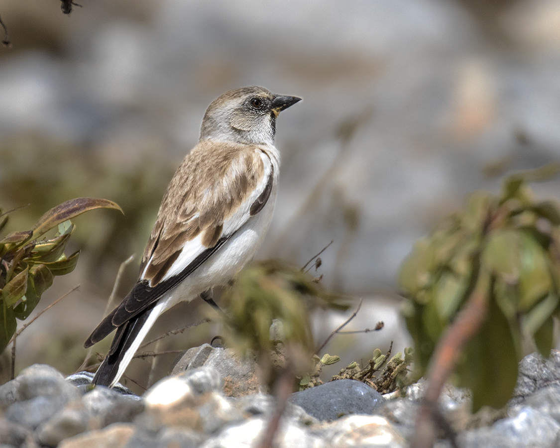 White-winged Snowfinch