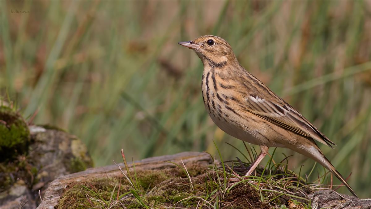 Tree Pipit