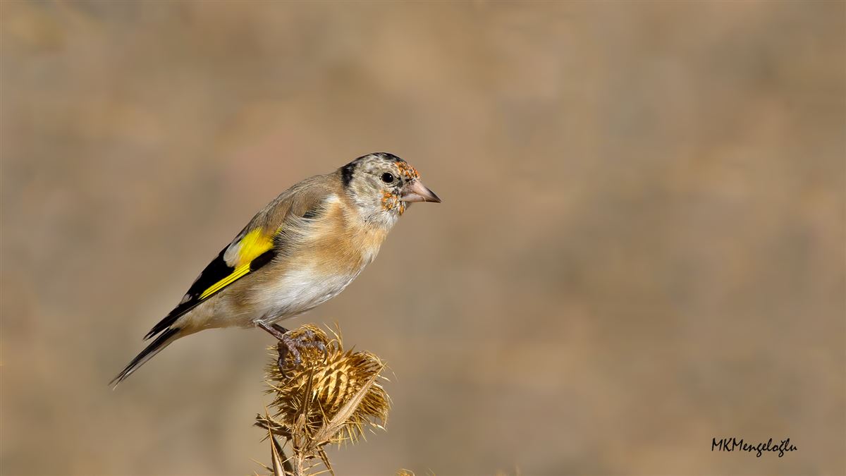 European Goldfinch