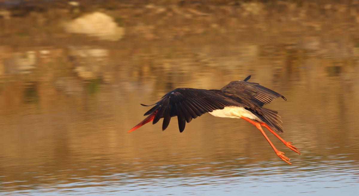 Black Stork