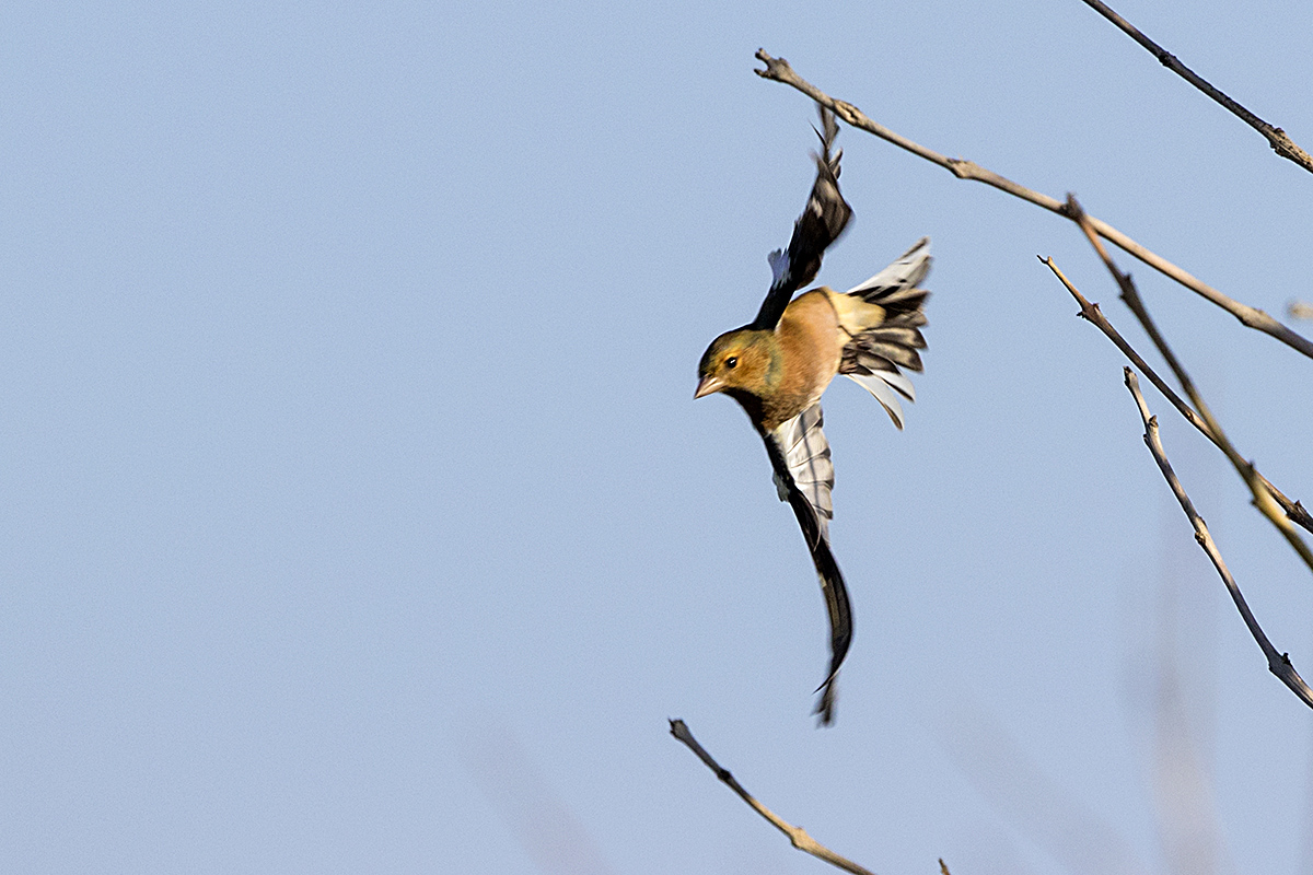 Eurasian Chaffinch