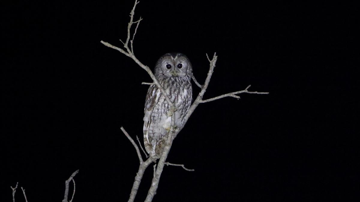 Tawny Owl
