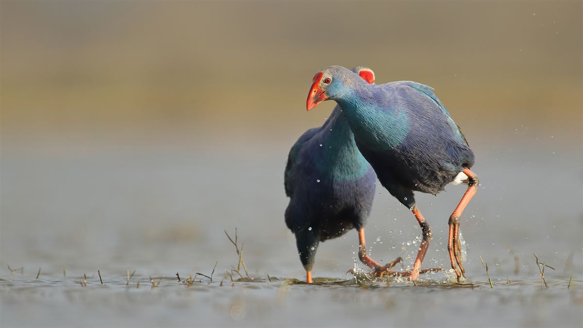 Grey-headed Swamphen