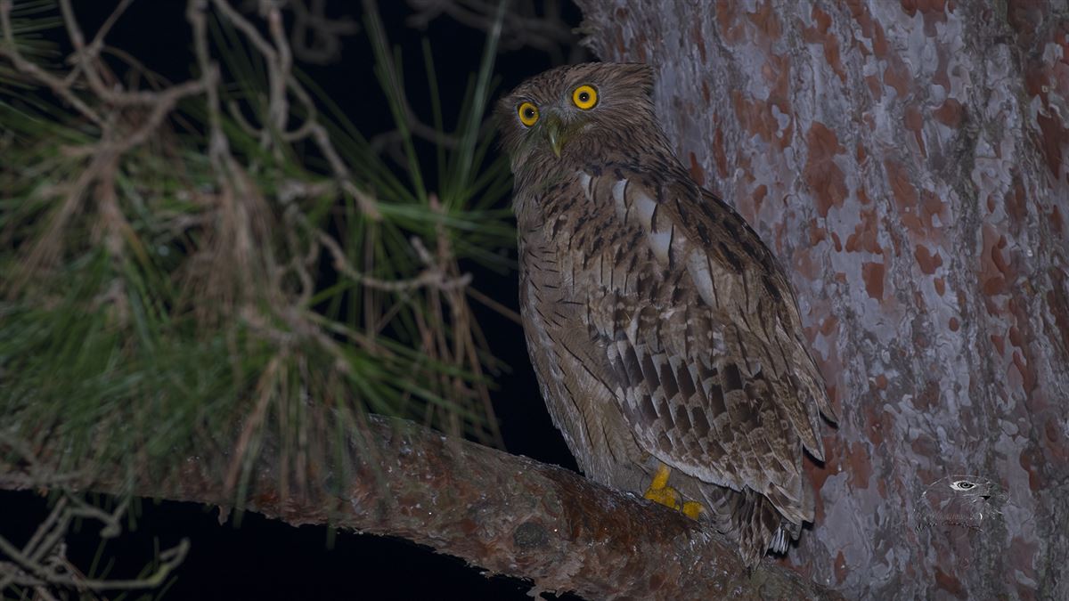 Brown Fish Owl