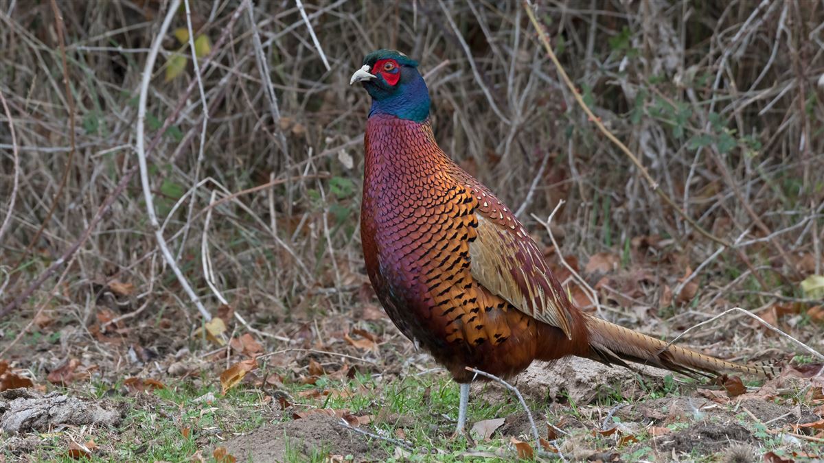 Common Pheasant