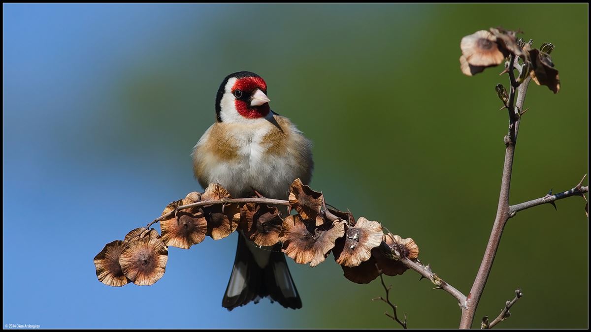 European Goldfinch