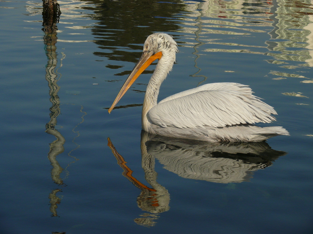 Dalmatian Pelican