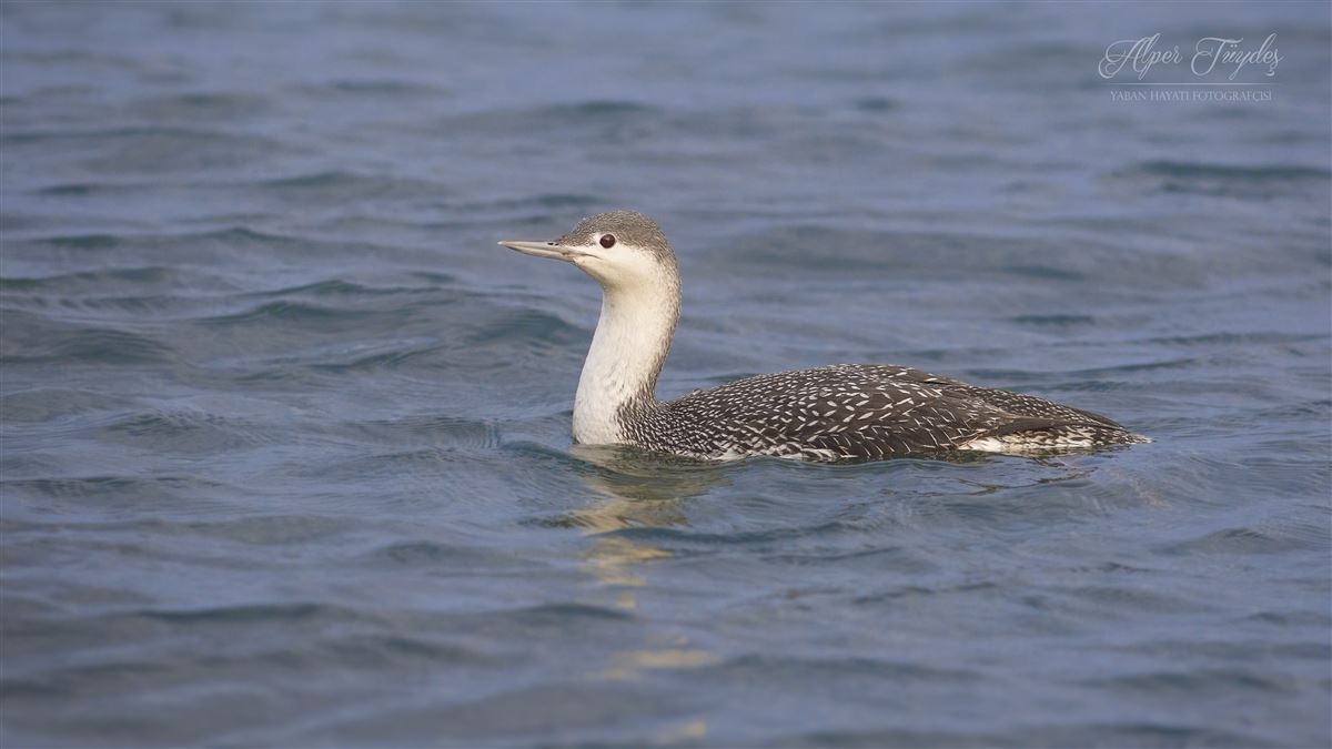 Red-throated Loon