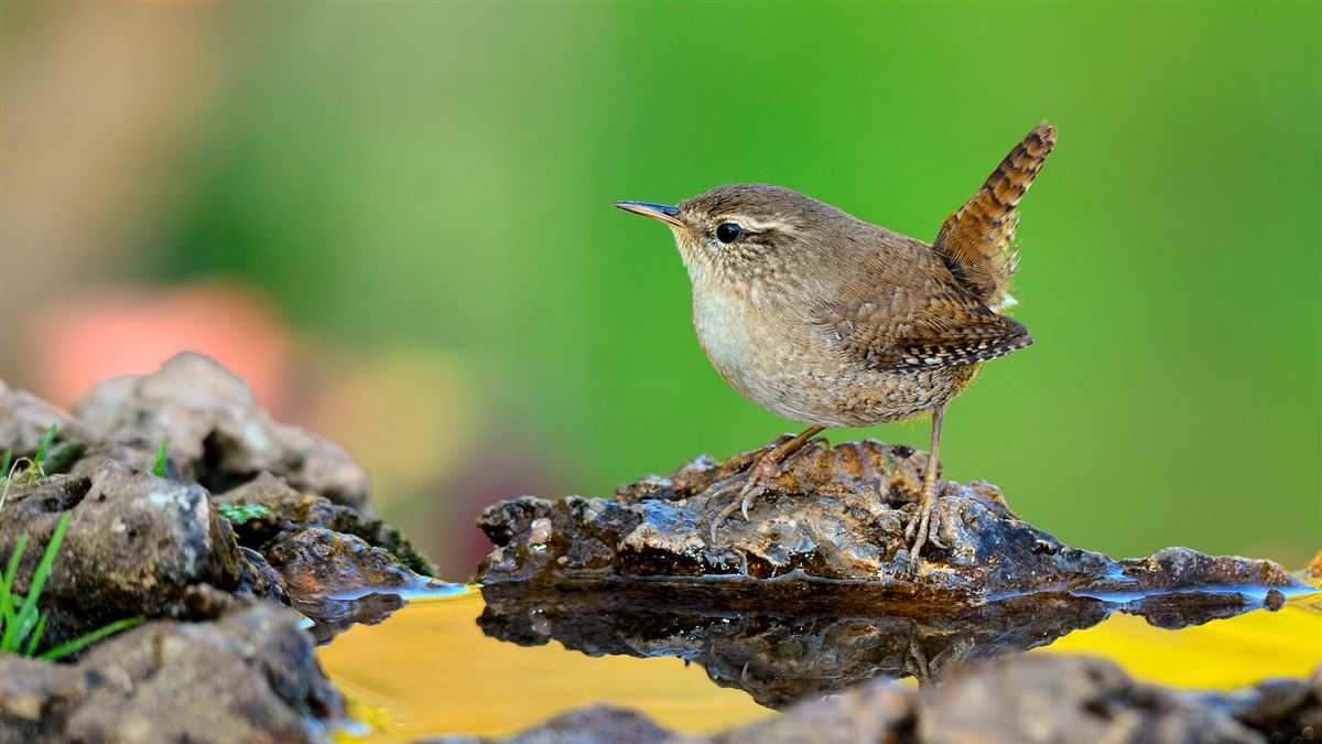 Eurasian Wren