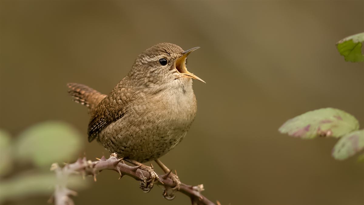 Eurasian Wren