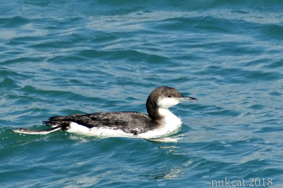 Black-throated Loon