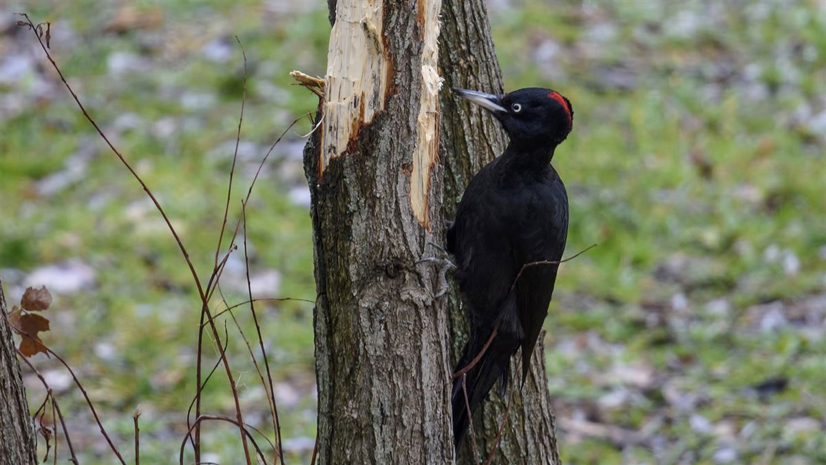 Black Woodpecker