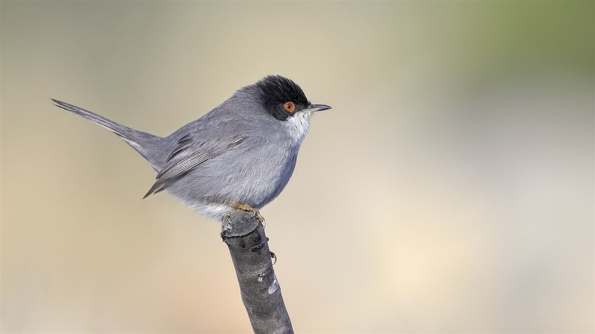 Sardinian Warbler