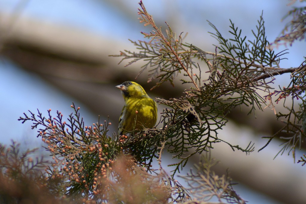 Eurasian Siskin
