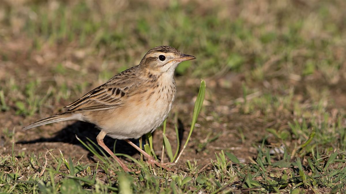 Richard`s Pipit