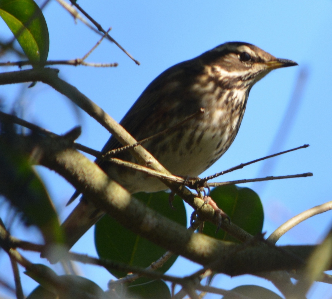 Redwing