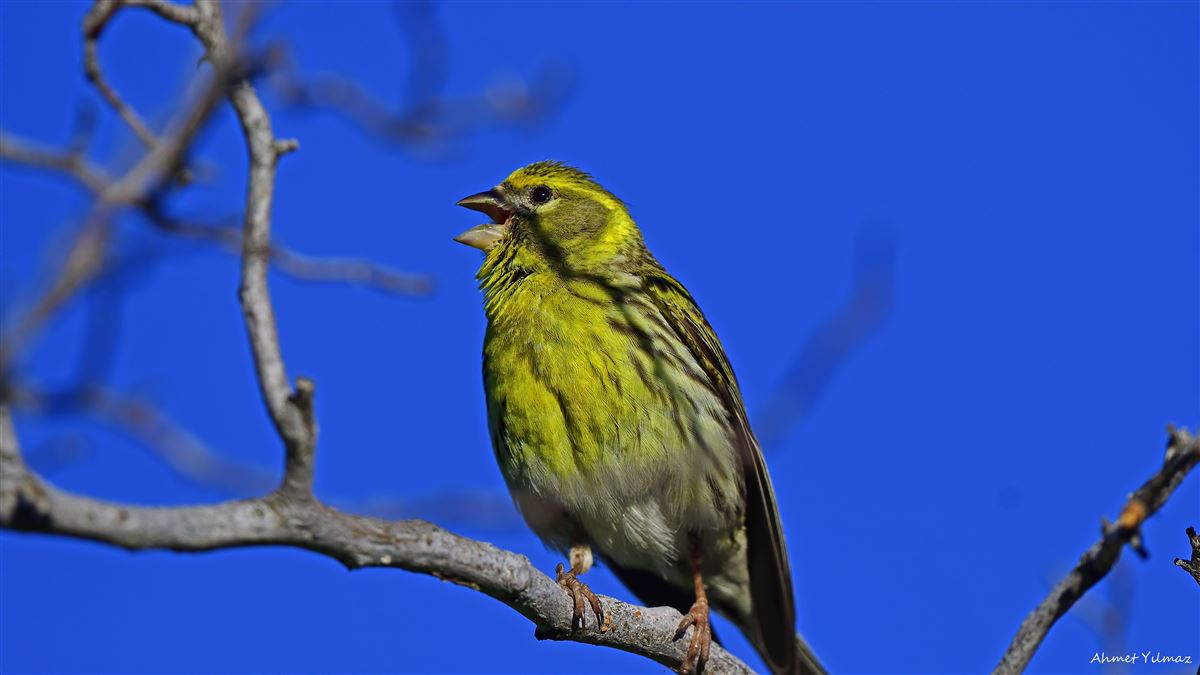 European Serin