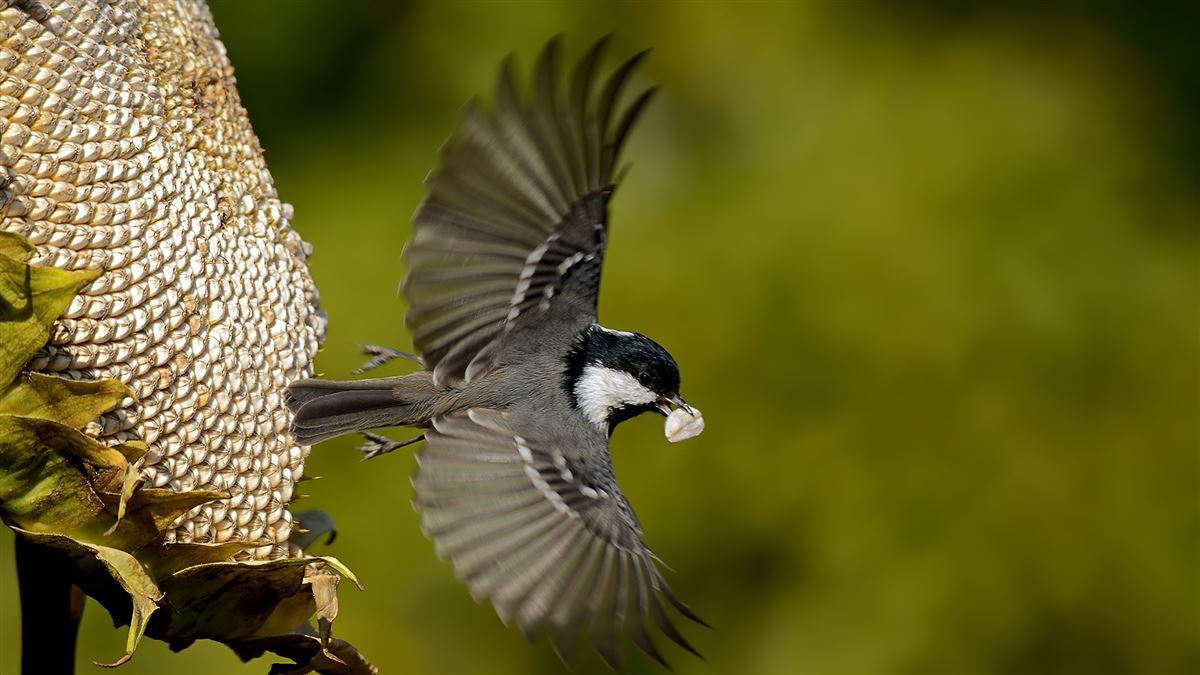 Coal Tit
