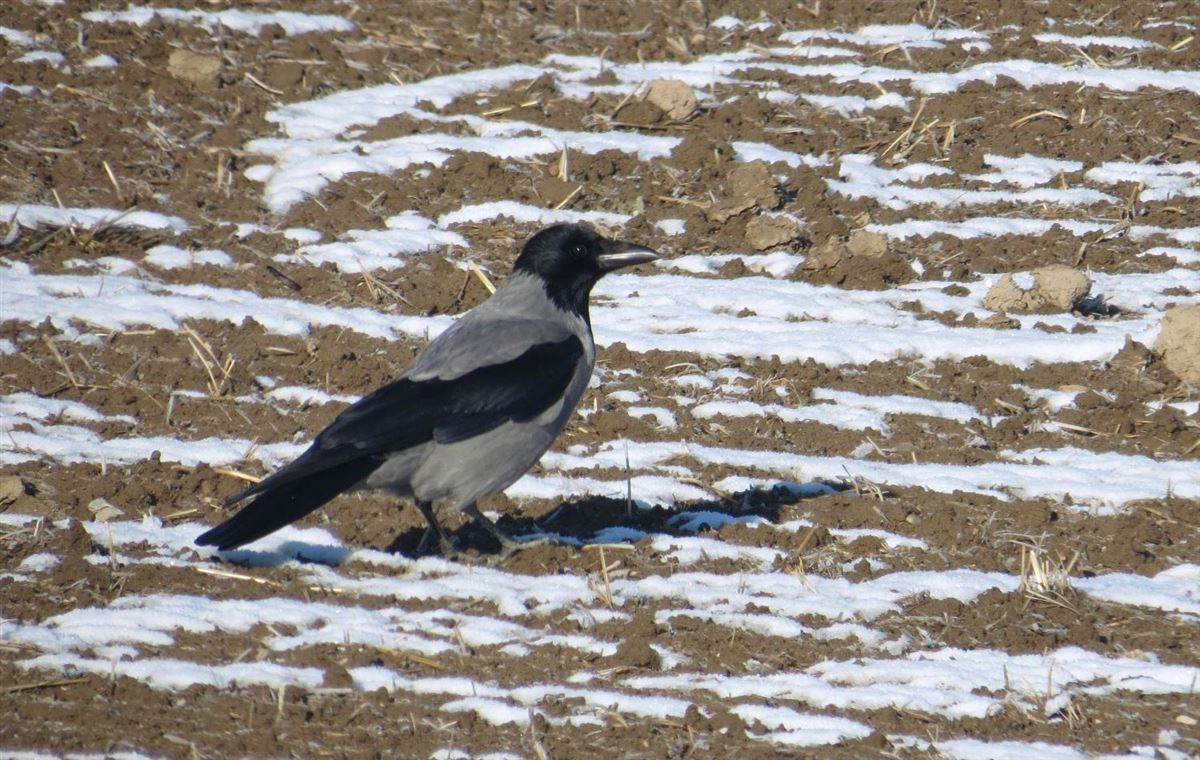 Hooded Crow