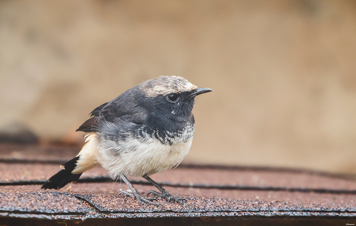 Mourning Wheatear
