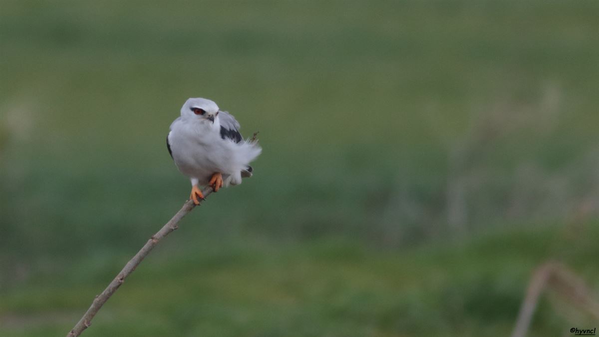 Black-winged Kite