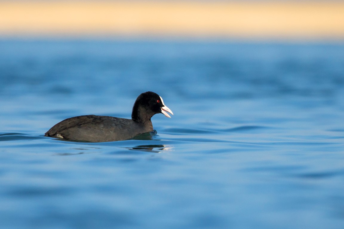 Eurasian Coot