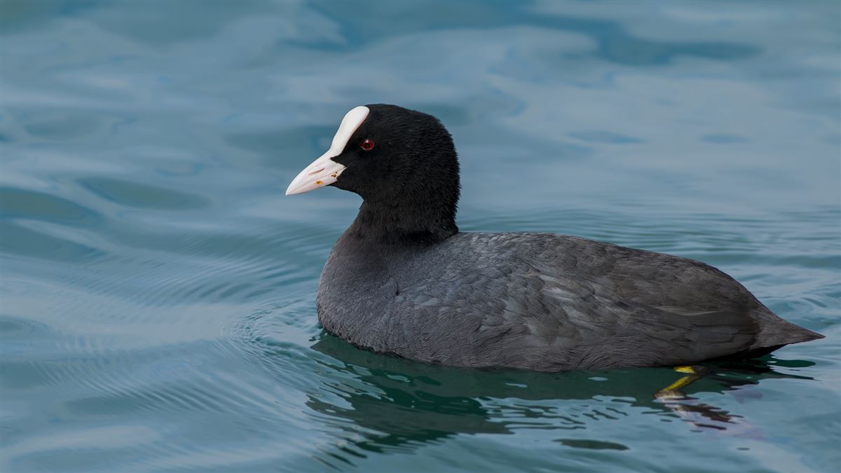 Eurasian Coot