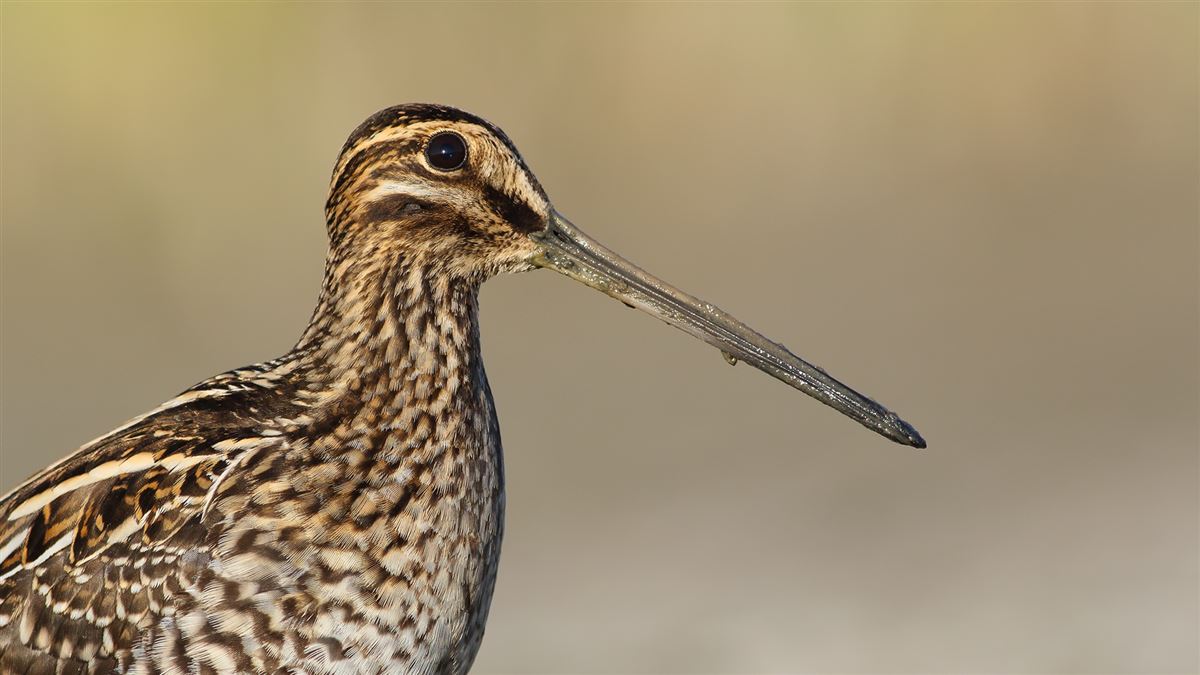 Common Snipe
