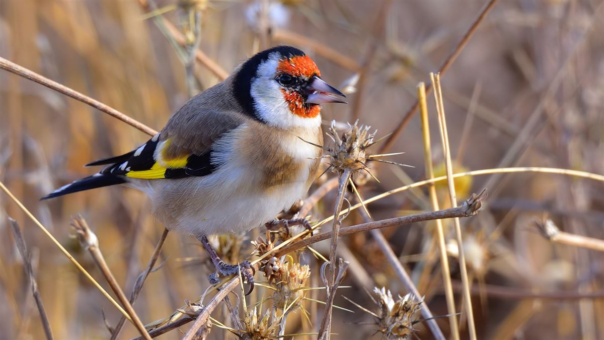European Goldfinch