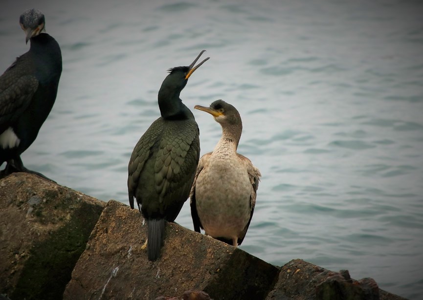 European Shag