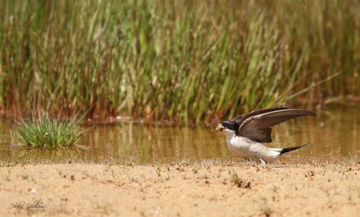 Western House Martin