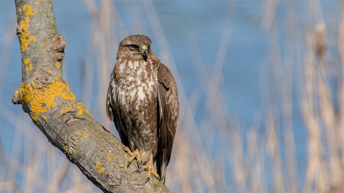 Common Buzzard