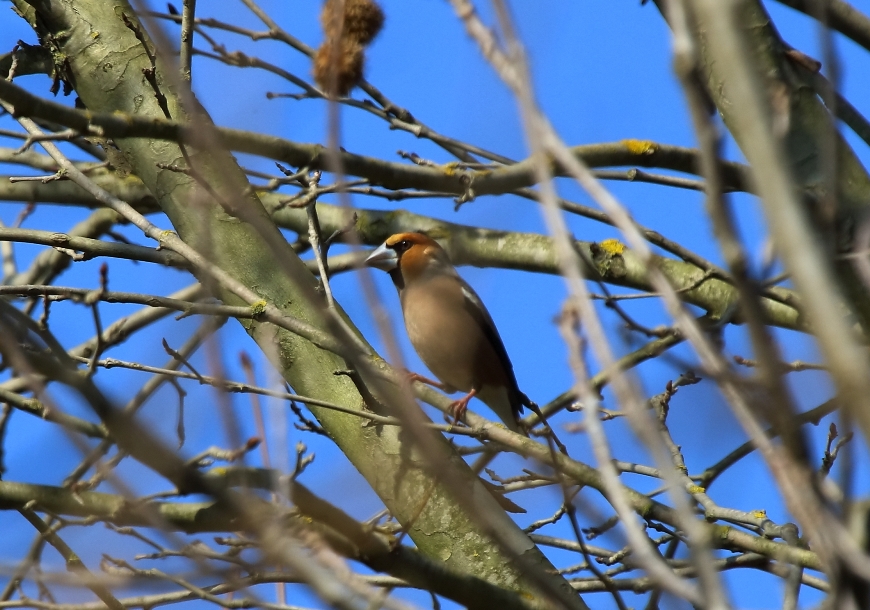 Hawfinch