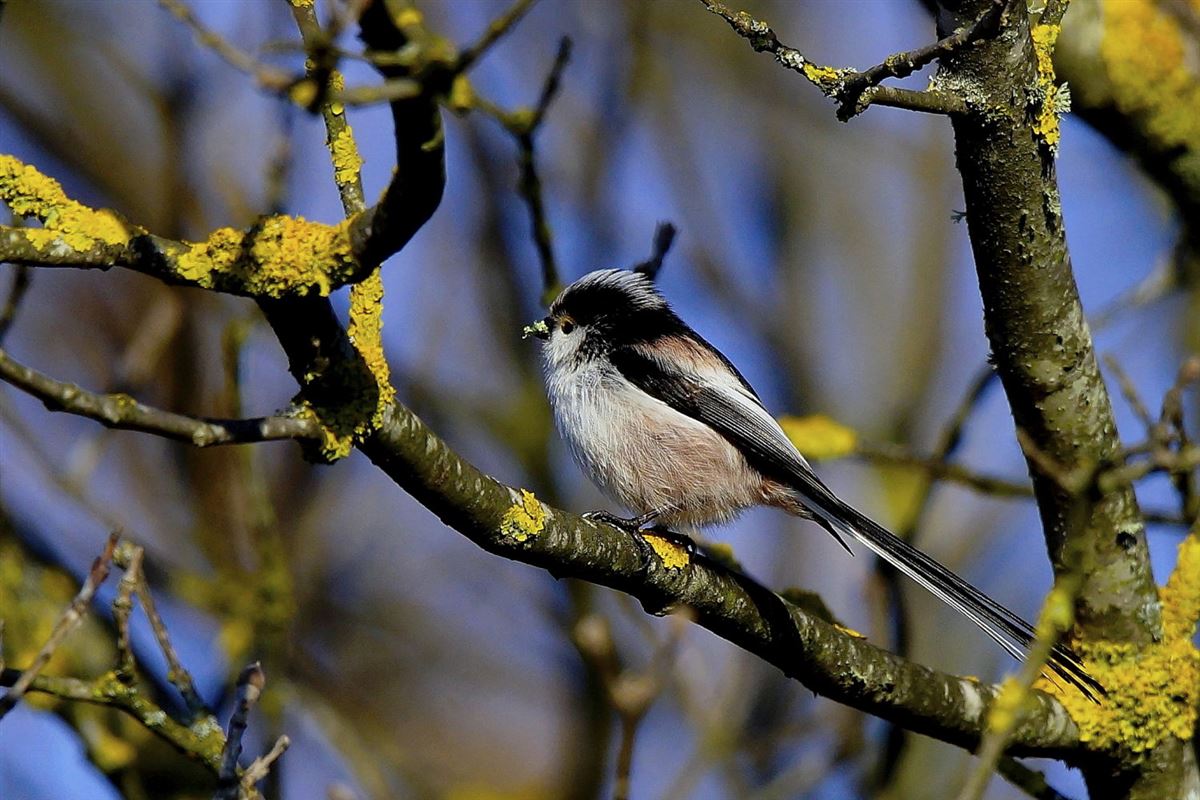 Long-tailed Tit