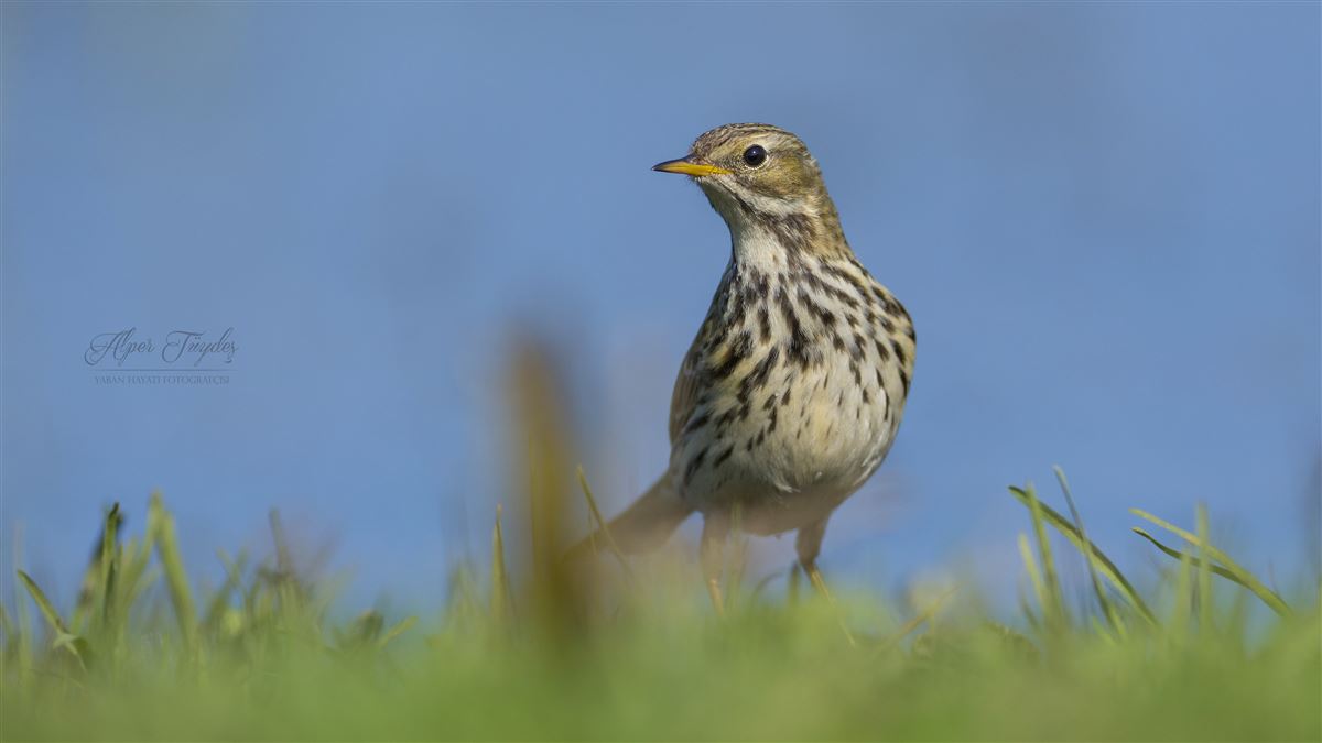 Meadow Pipit