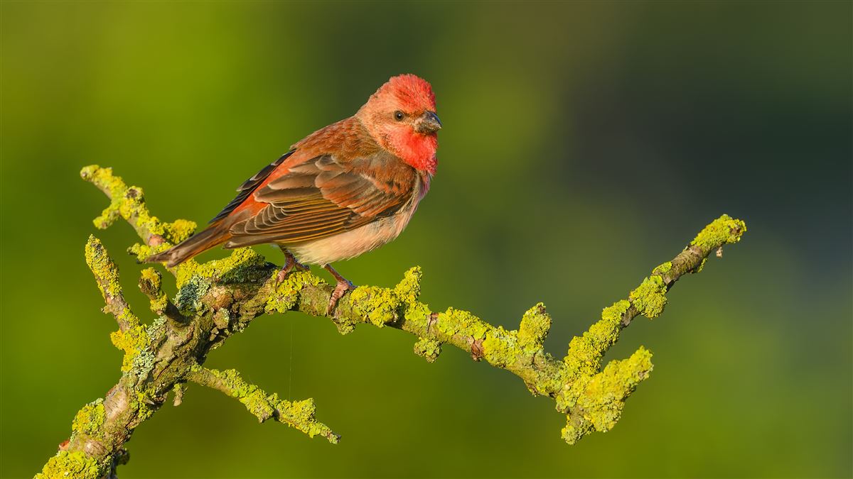 Common Rosefinch