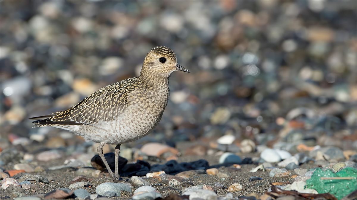 European Golden Plover