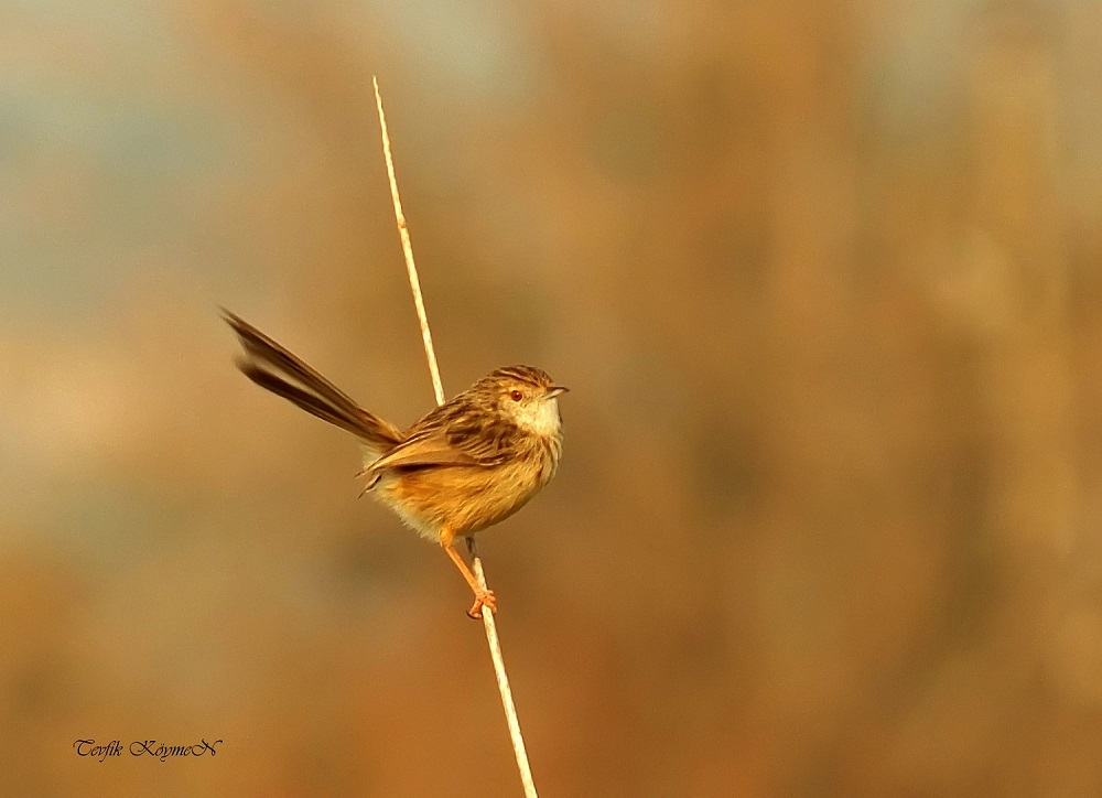 Delicate Prinia