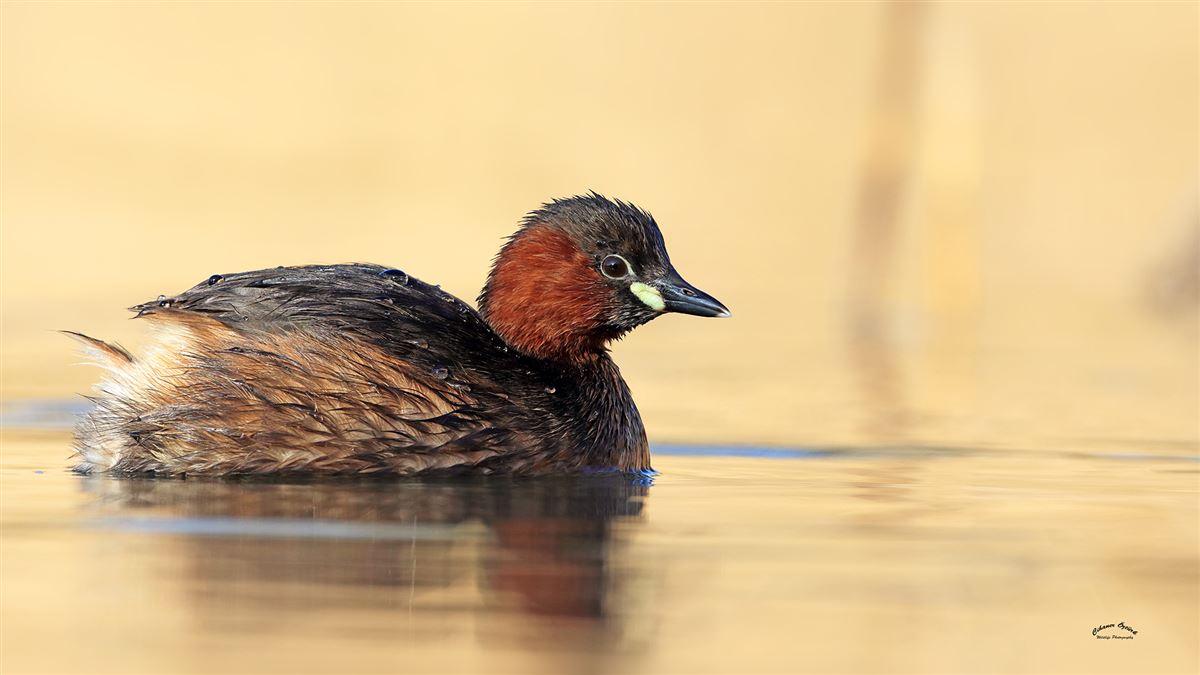 Little Grebe