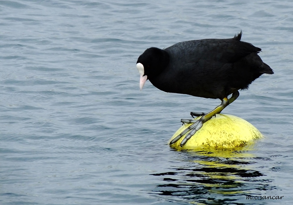 Eurasian Coot