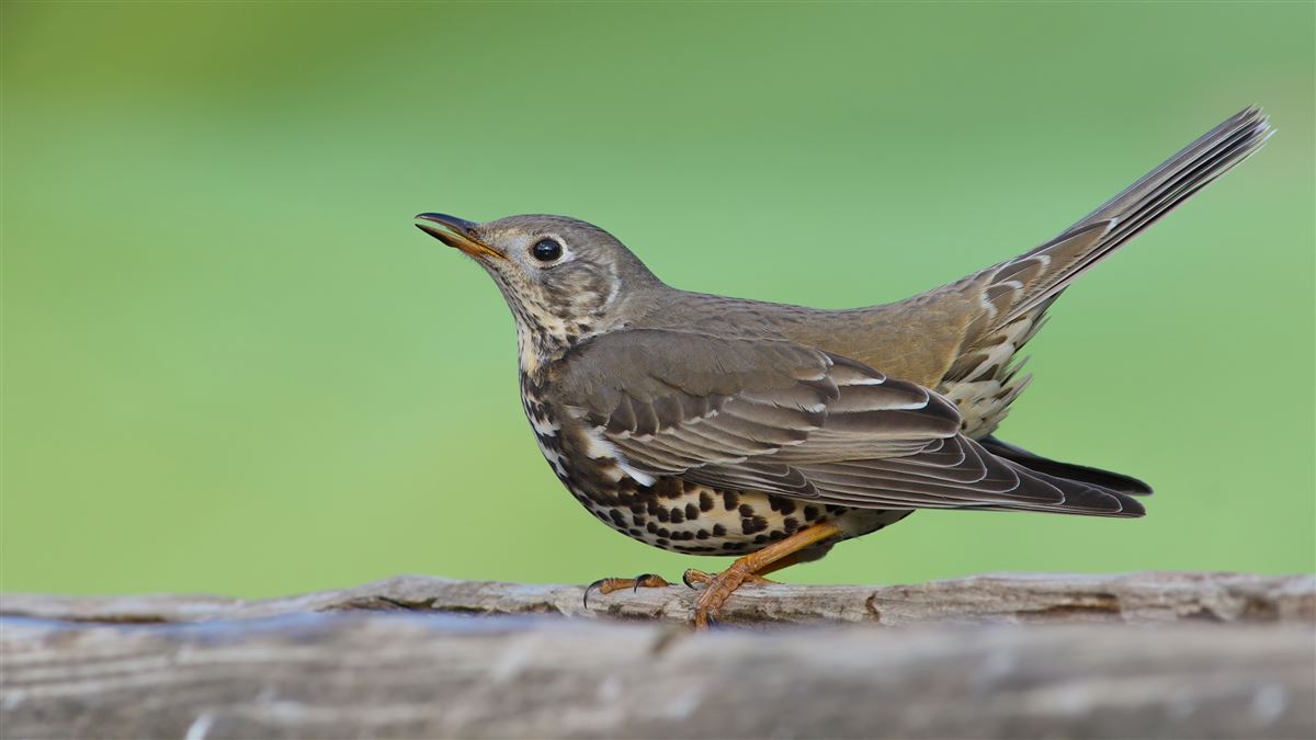Mistle Thrush