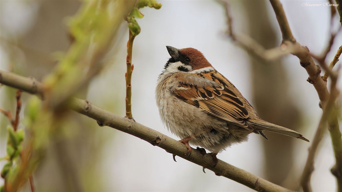Eurasian Tree Sparrow