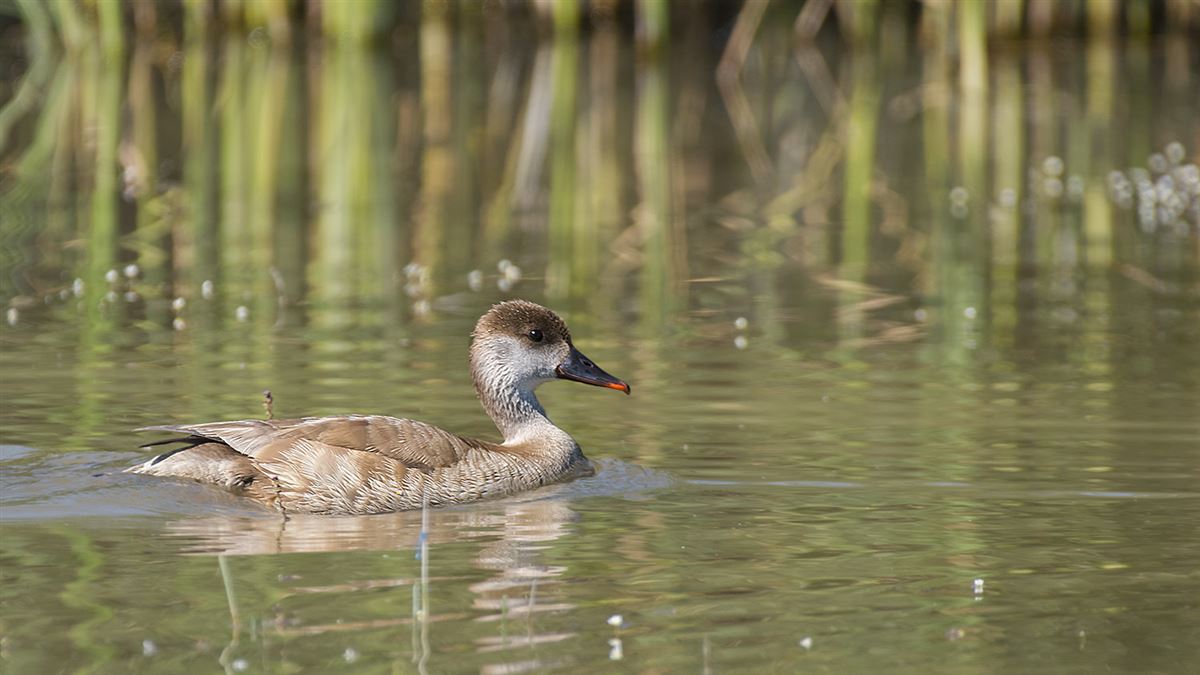 Red-crested Pochard