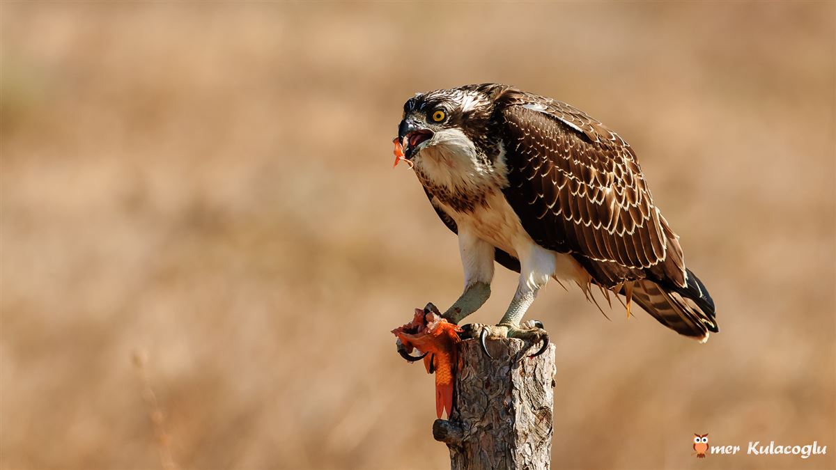 Osprey