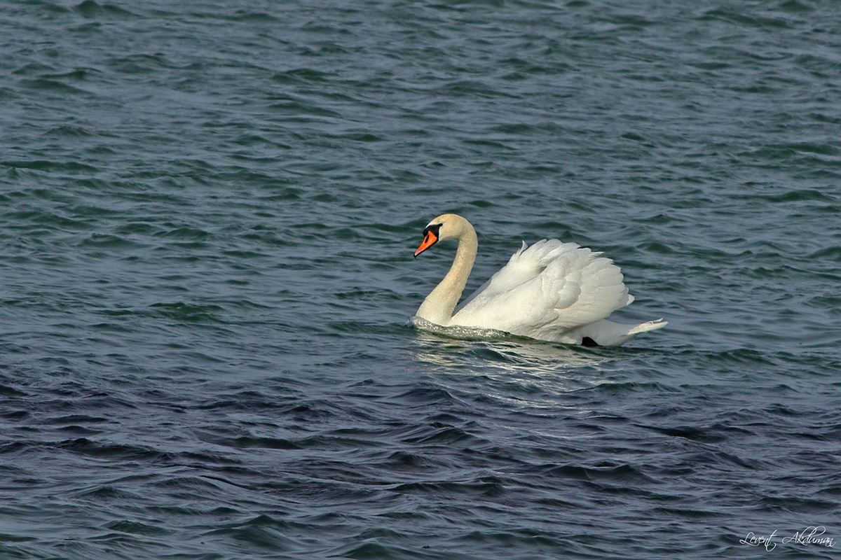 Mute Swan