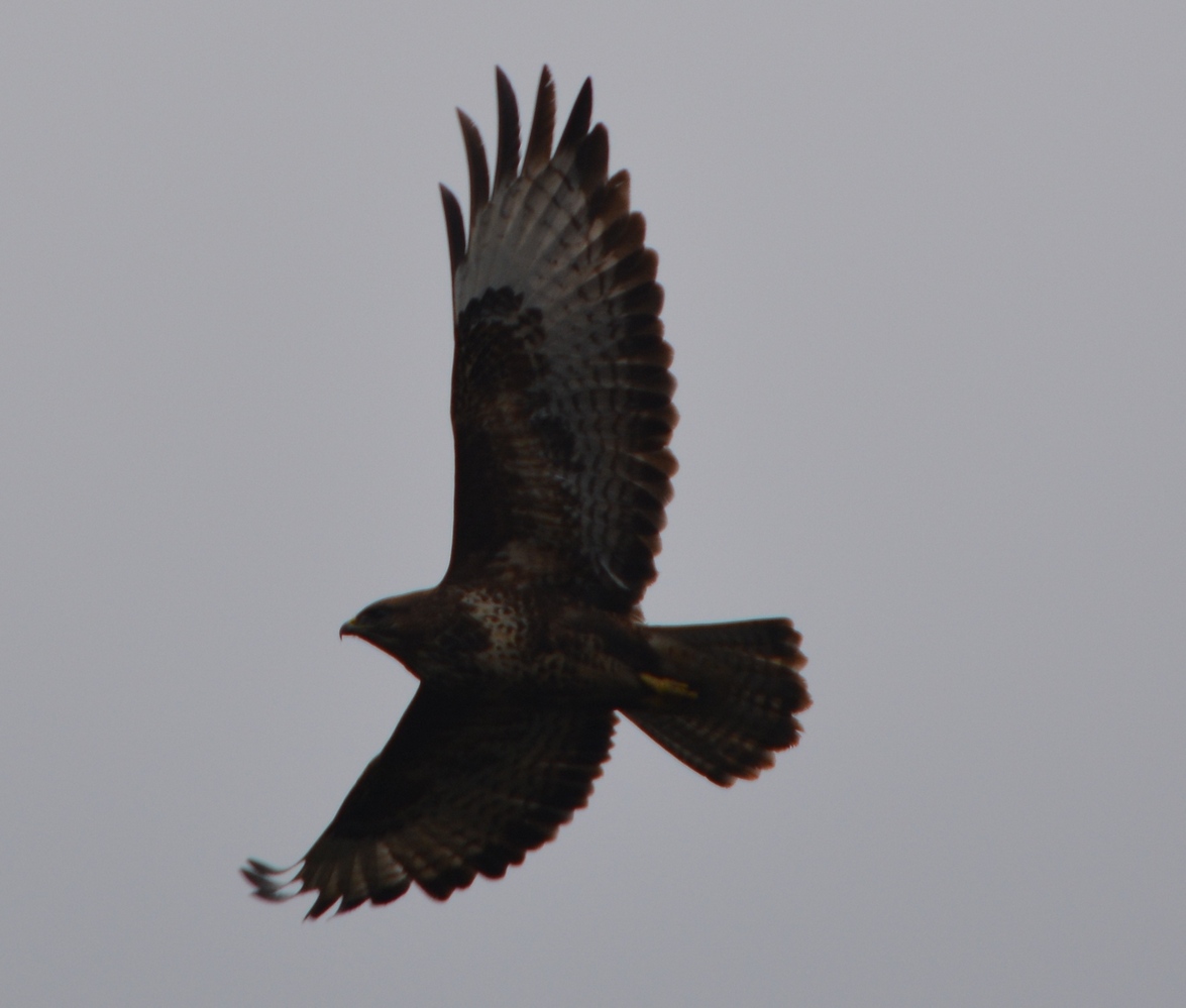 Common Buzzard