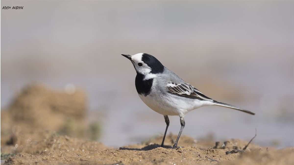 White Wagtail