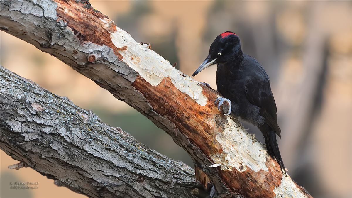 Black Woodpecker