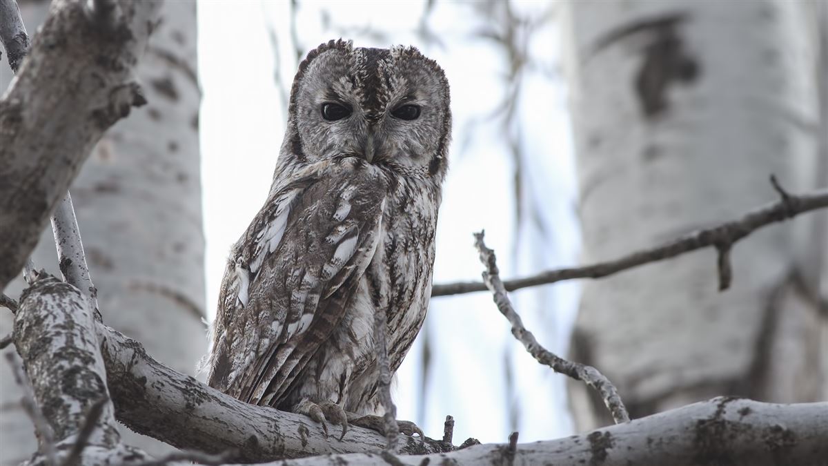 Tawny Owl